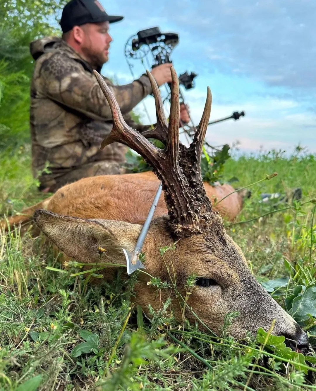 Roe Deer
