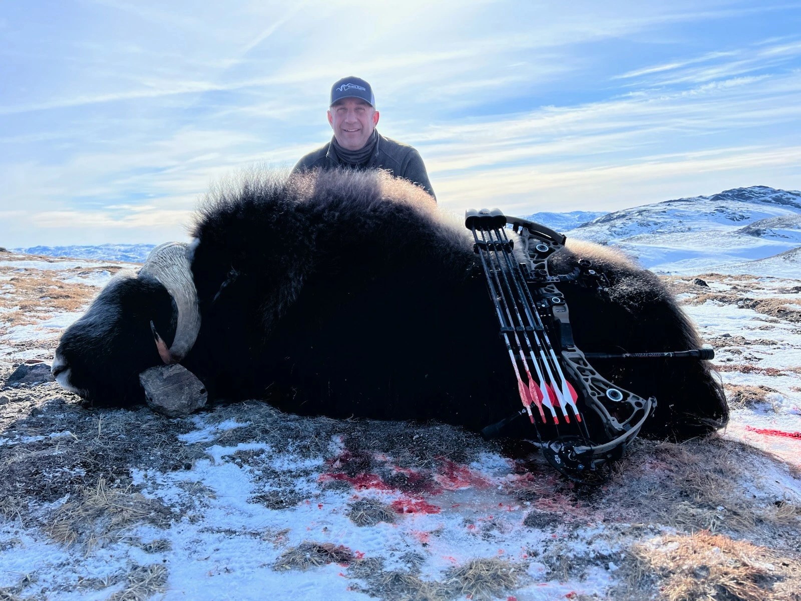 Muskox