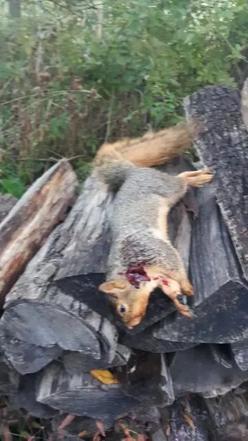 Squirrel