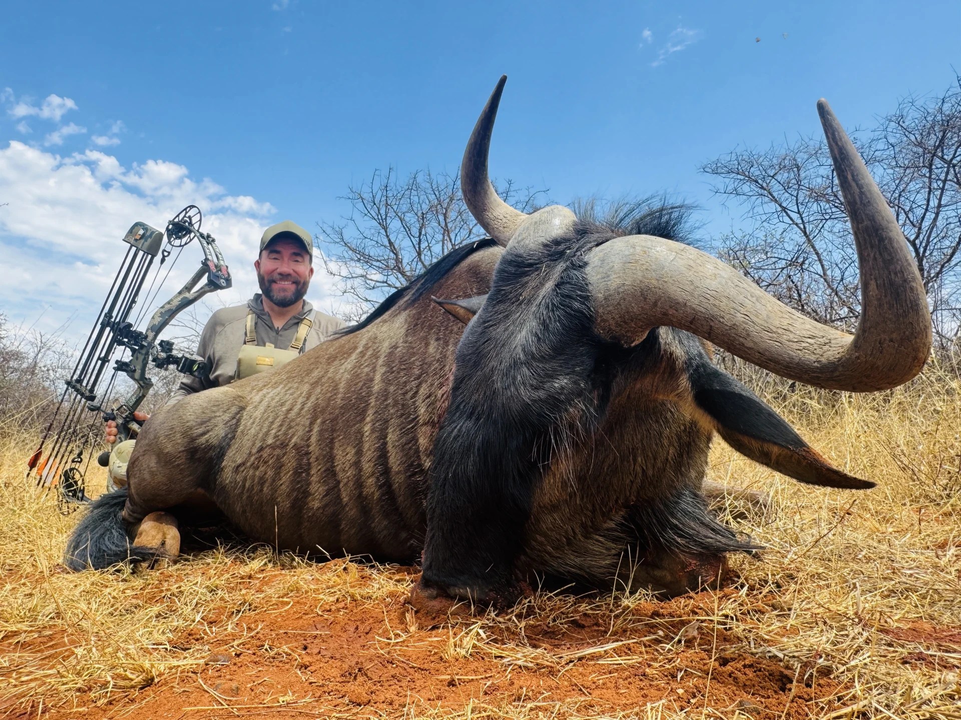 Wildebeest