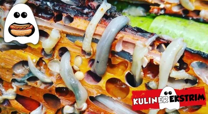 Mengenal Cacing Tembiluk Kuliner Ekstrim Dari Kalimantan