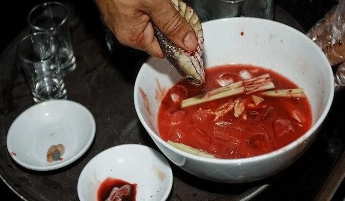 Tradisi Darah Ular di Asia, Antara Keberanian Mitos dan Bahaya