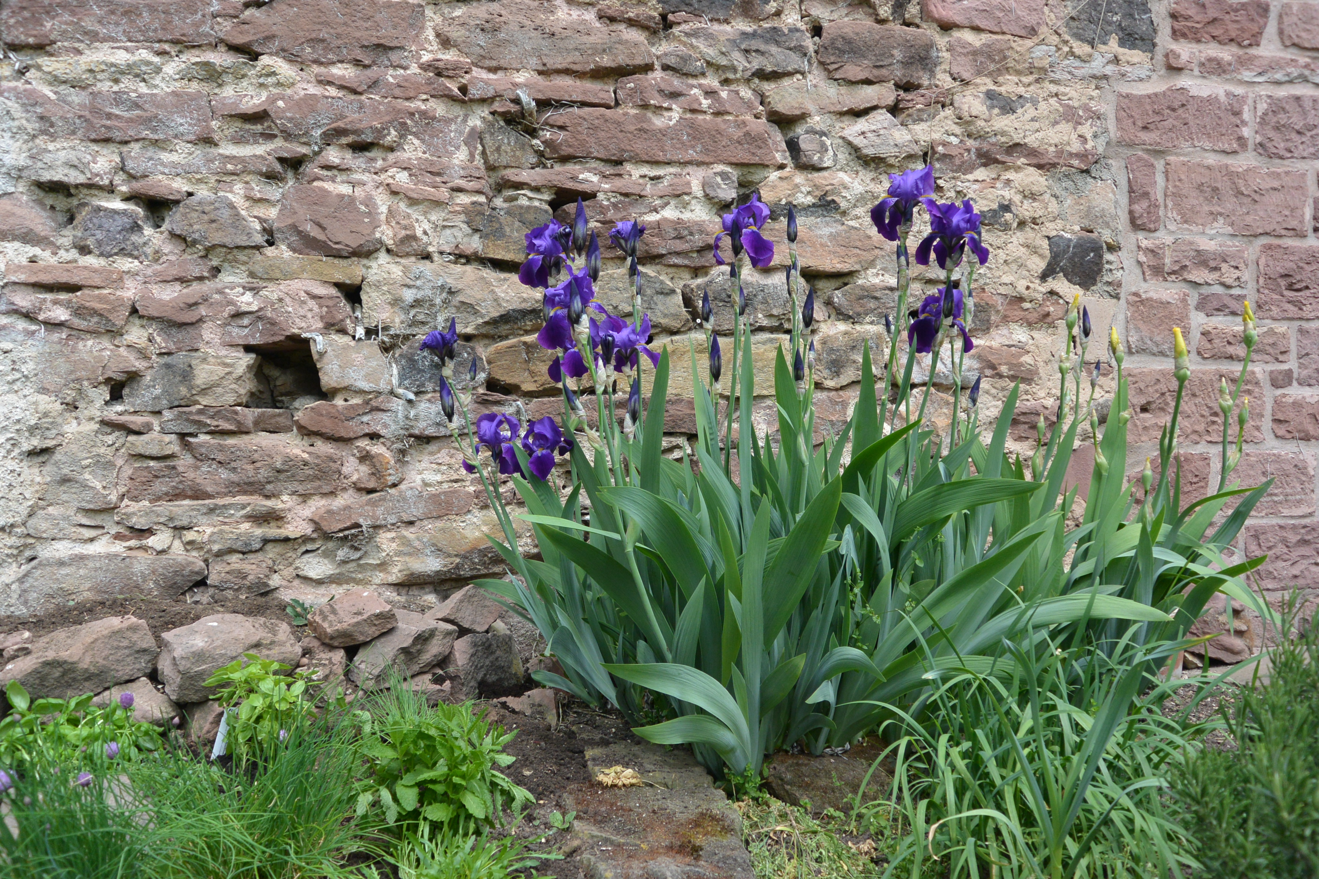 Iris