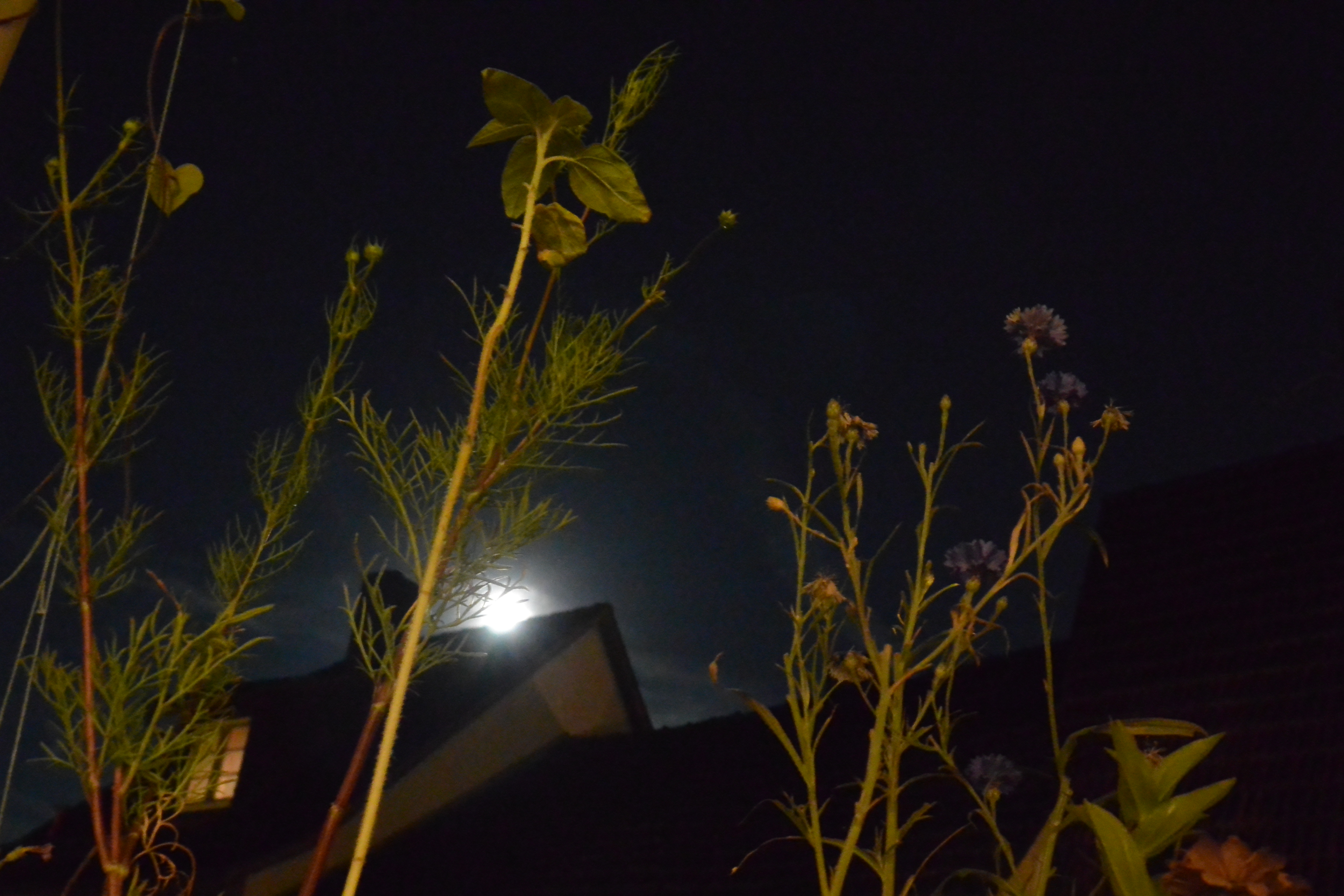 Augustvollmond