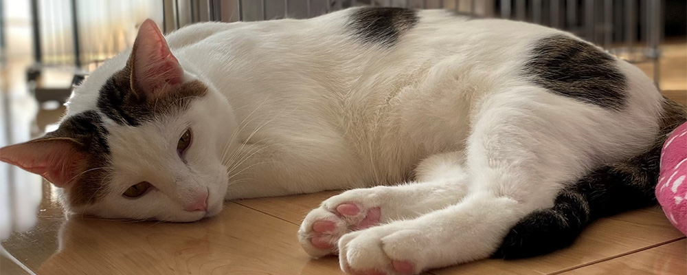カインズ西友平塚店｜くみまち犬猫譲渡会