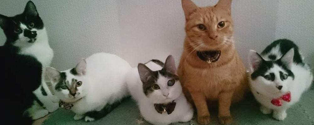 カインズ浦和美園店｜くみまち犬猫譲渡会