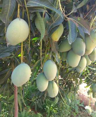 Nuzveedu Chinna Rasalu Mango - 3 kgs