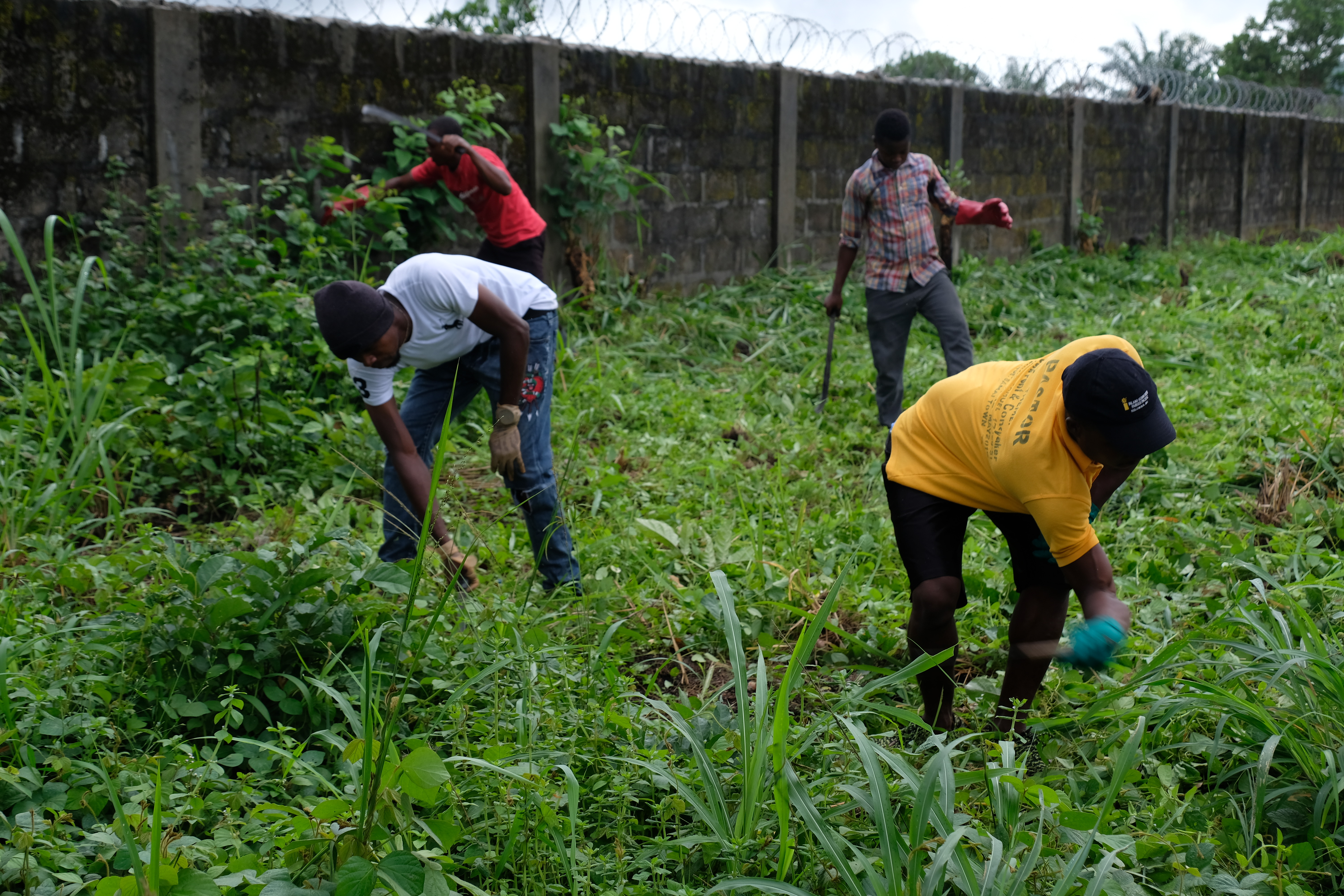 Members of the Dauda Town Branch clearing weeds