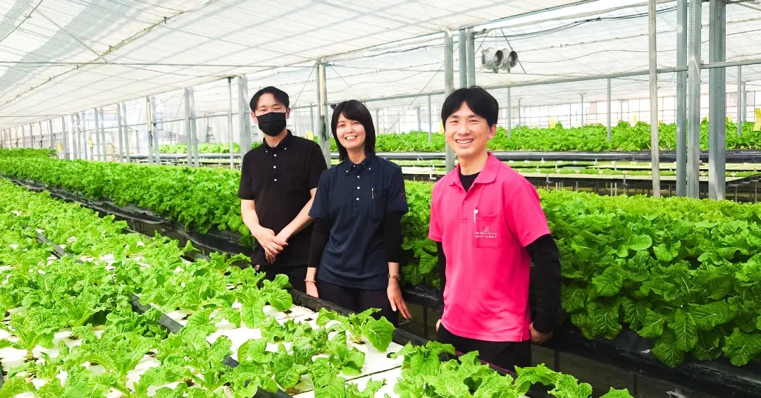 徳島県のカネイファームを訪問しました｜サンチュの生育状況と栽培の取り組みを確認