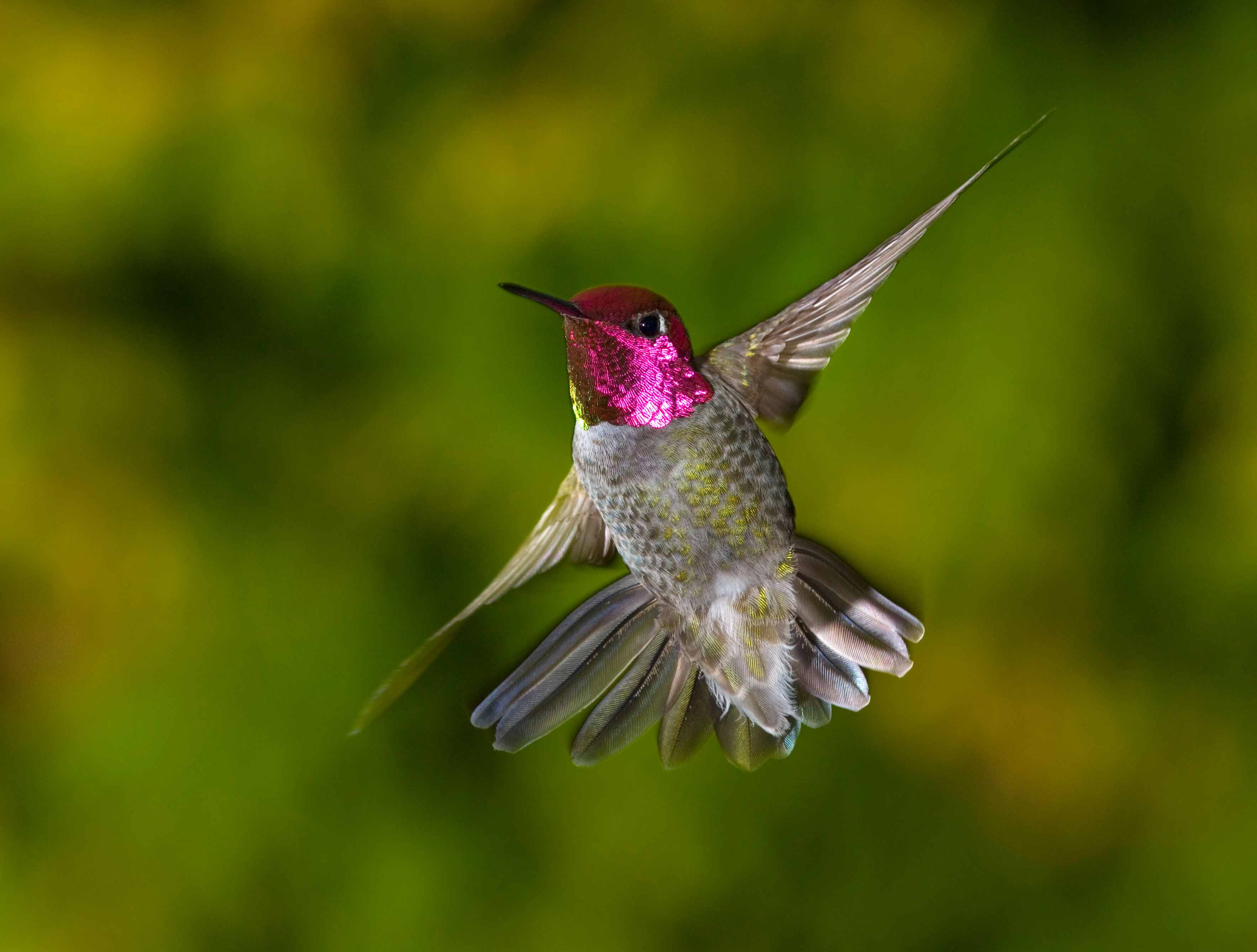 Hummingbird