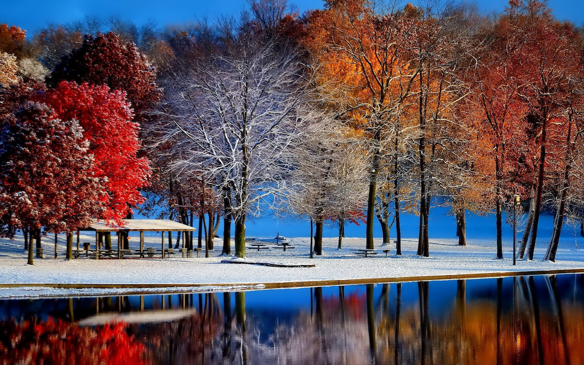 Beautiful Trees Reflection