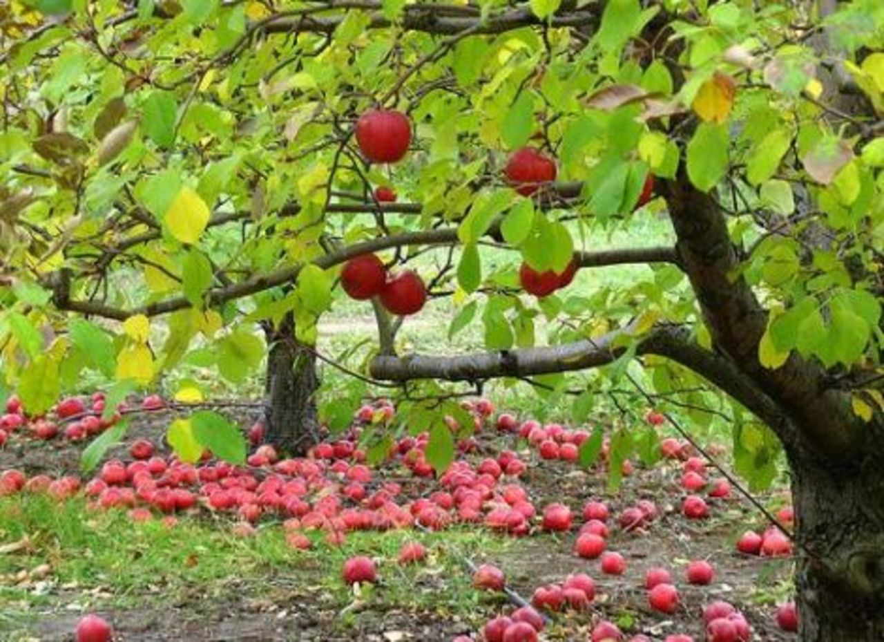 Apple Tree