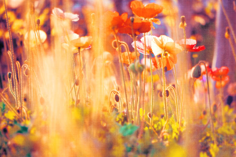 Spring Flowers
