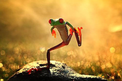 Frog leaping