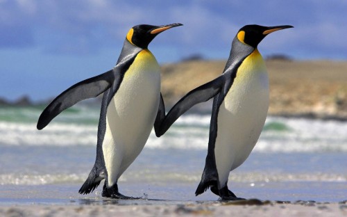 Penguins Dancing