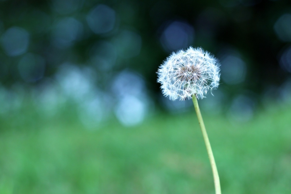 Simple Dandelion