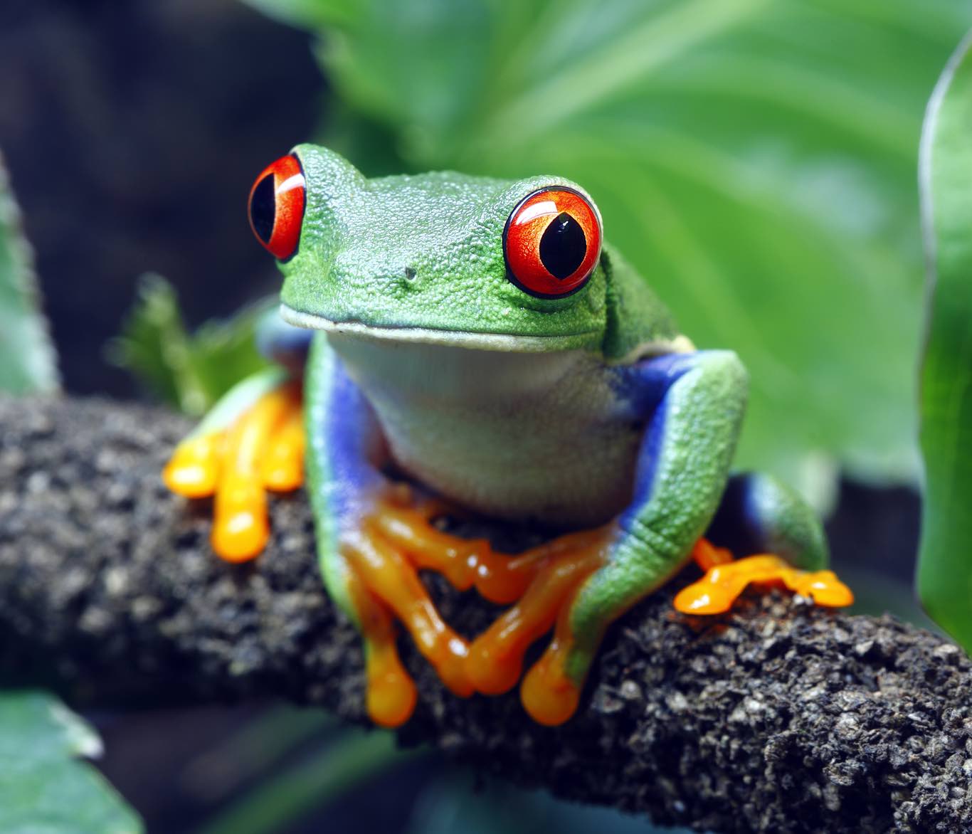 A colorful Red-Eyed Tree Frog (Agalychnis callidryas) sitting along a vine in its tropical setting.