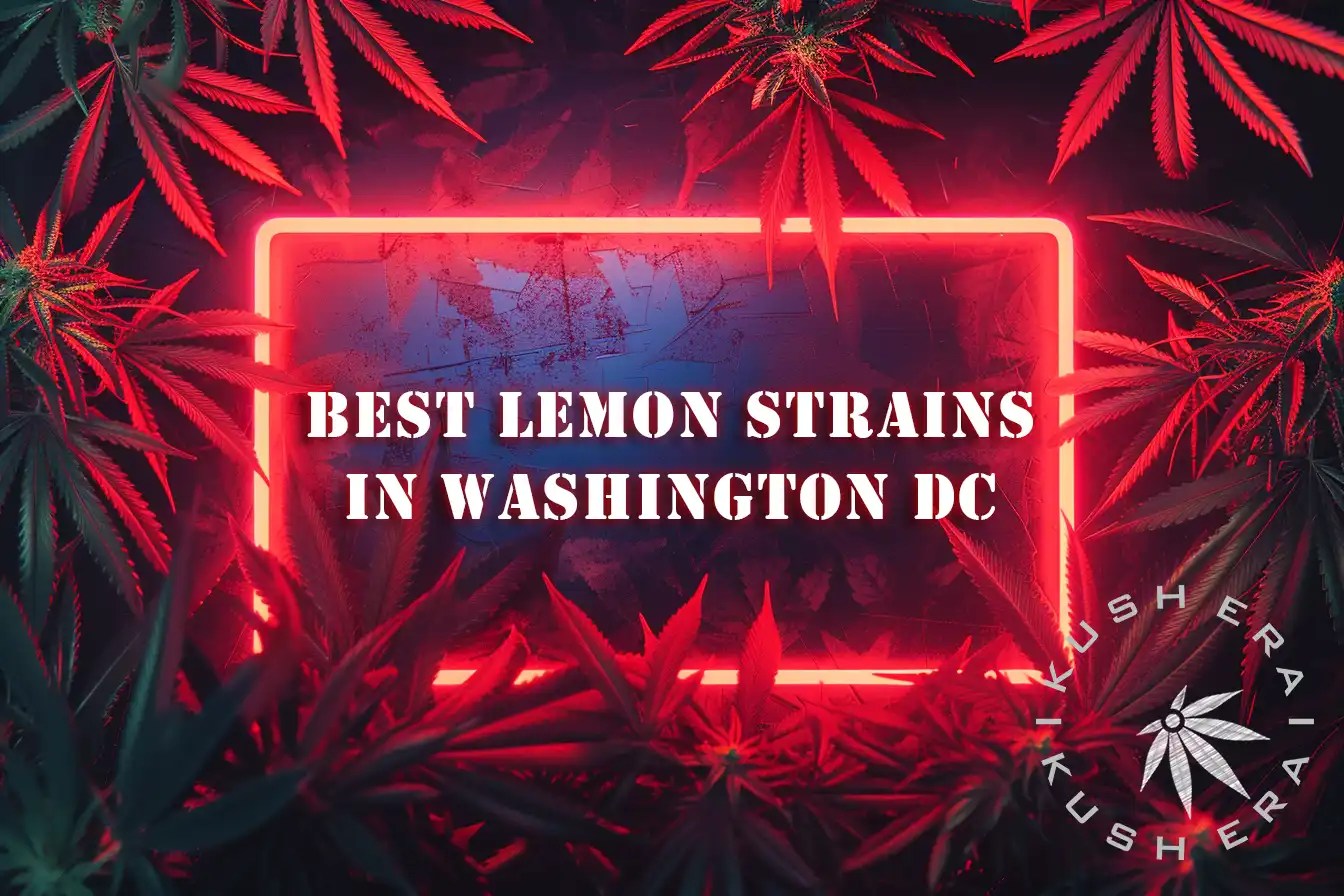 Best Lemon Strains in Washington DC