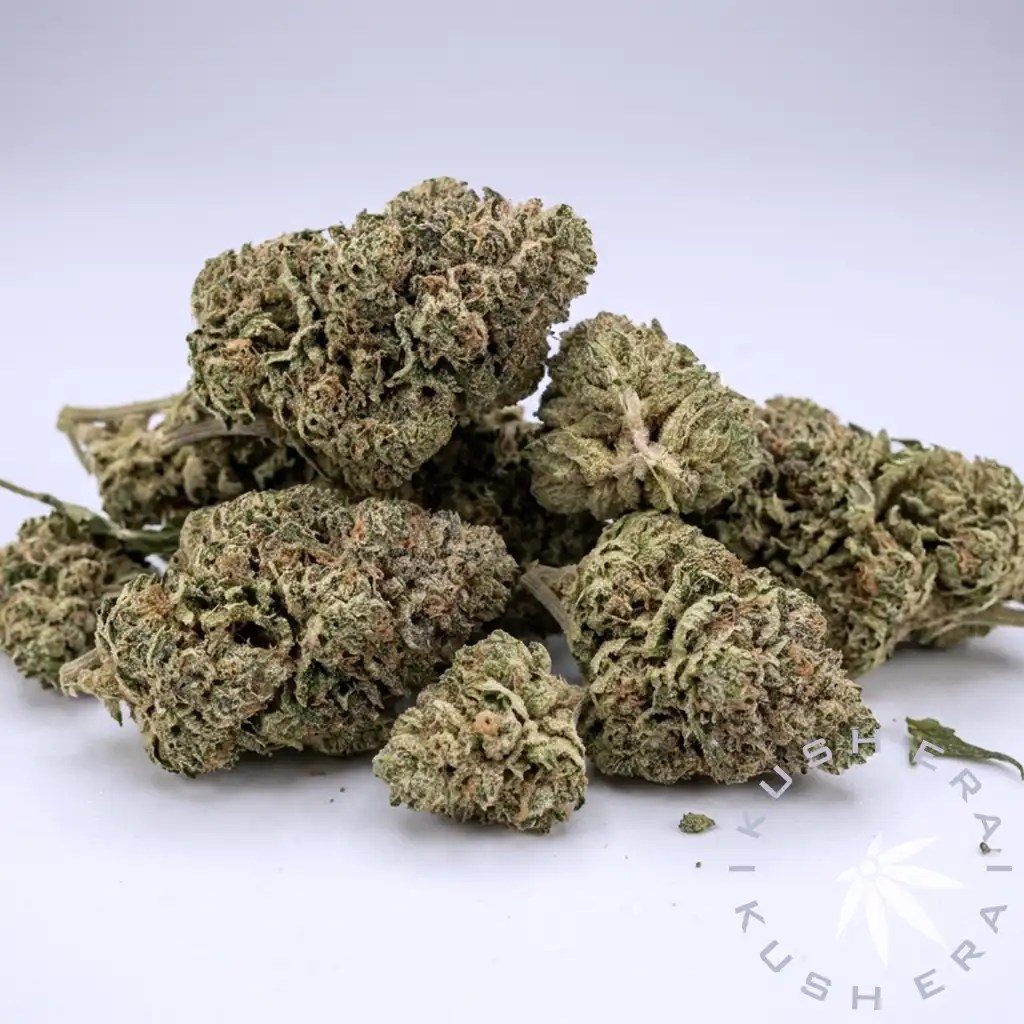 Bacio Gelato Hybrid Flower