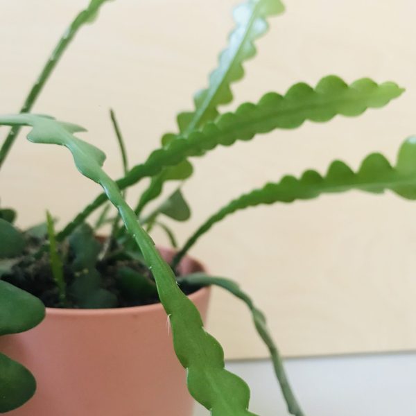Epiphylum anguliger (Zaagcactus)