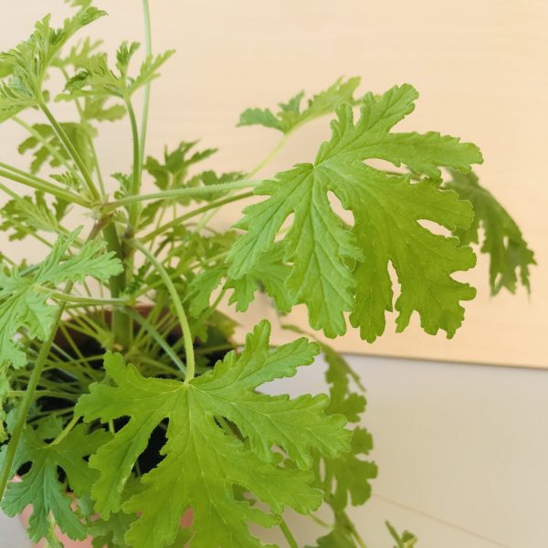 Pelargonium graveolens (citroengeranium)