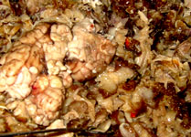 CLICK TO ENLARGE: warik-warik from the ilocanos