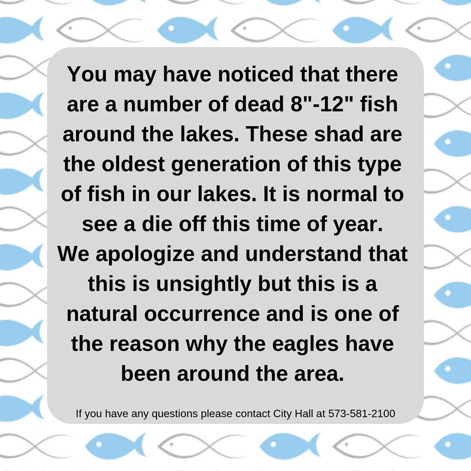 City Advises Not To Be Alarmed By Dead Fish In Lakes