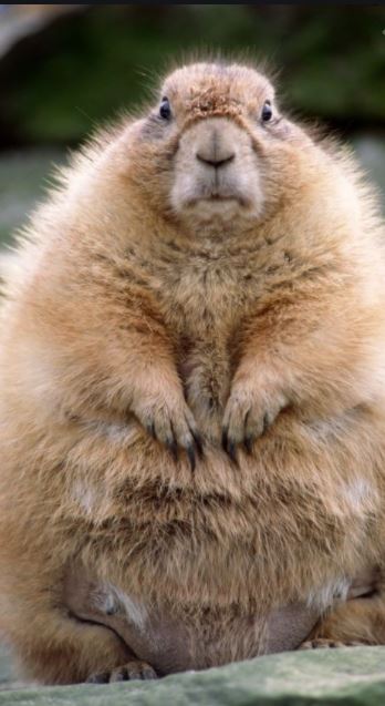 Punxsutawney Phil Makes Winter Prediction On Ground Hog’s Day