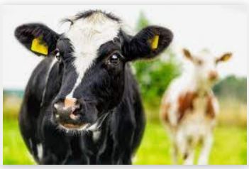 Missouri Woman Dies After Being Attacked By A Cow