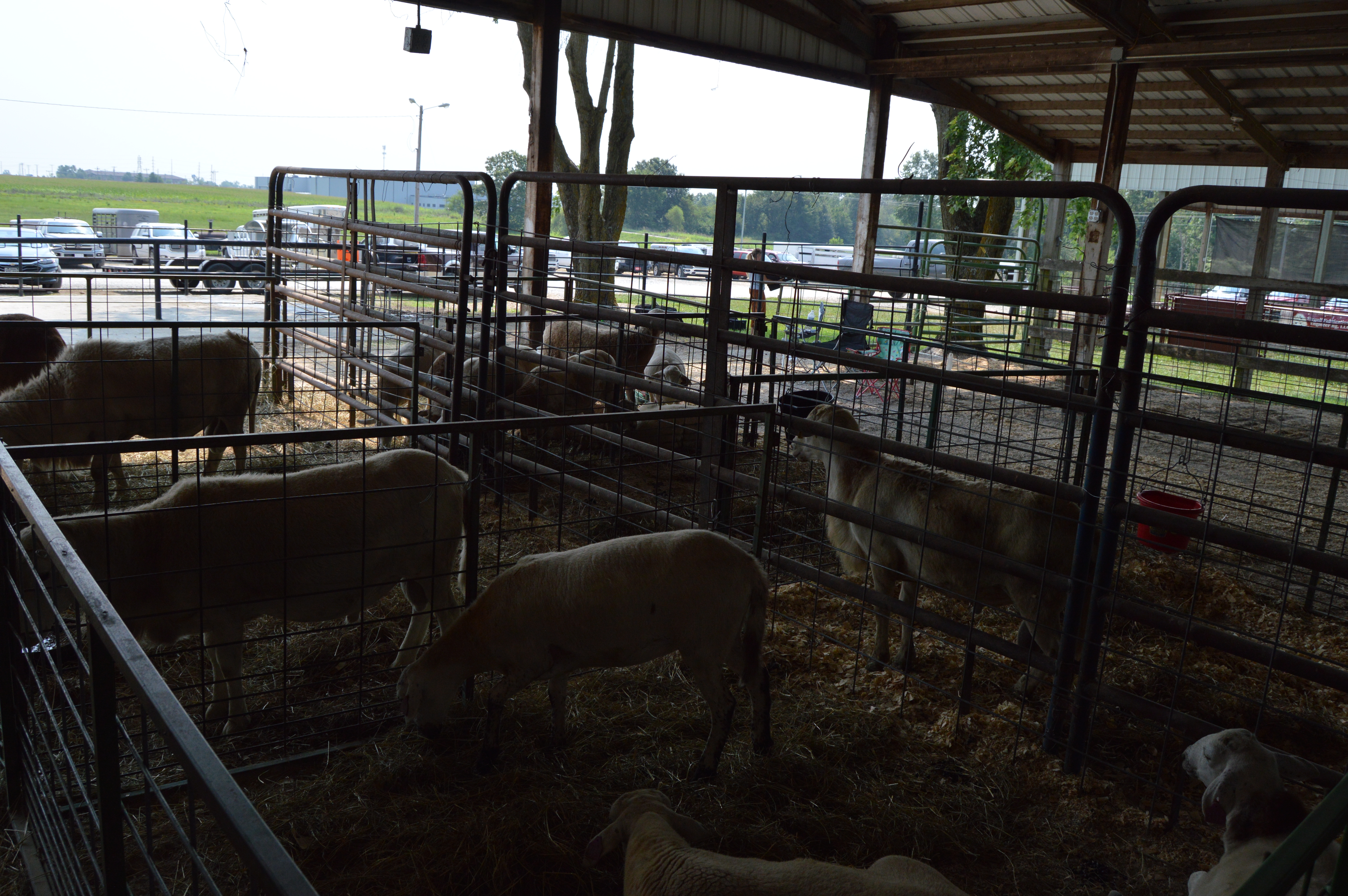 Hundreds Attend National Sheep Sale In Mexico Saturday