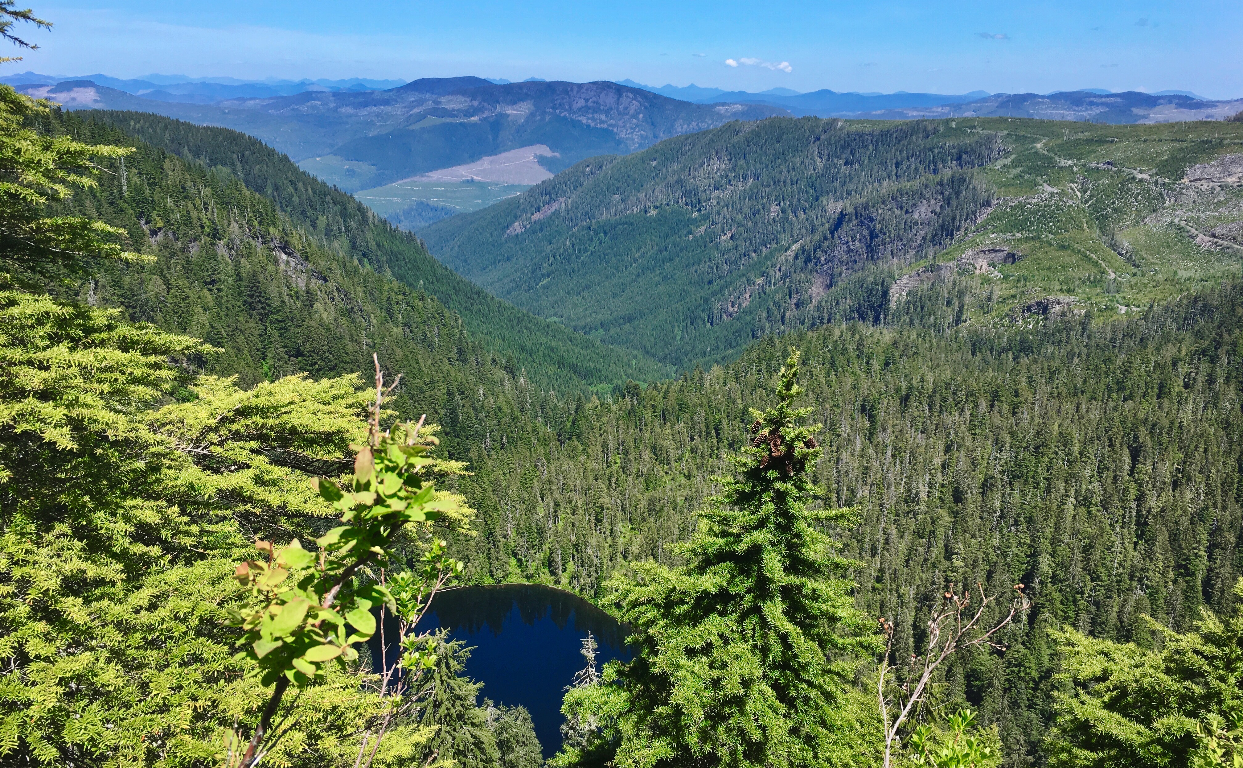 Forested