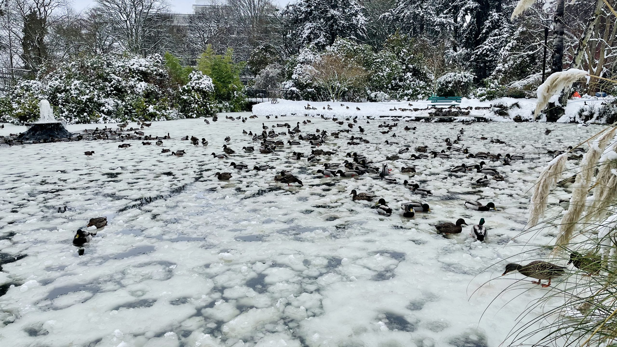 Mighty ducks