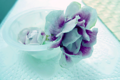 哀悼‧被折斷的玫瑰