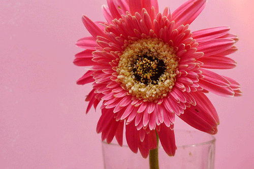 美麗的桃紅色向日葵