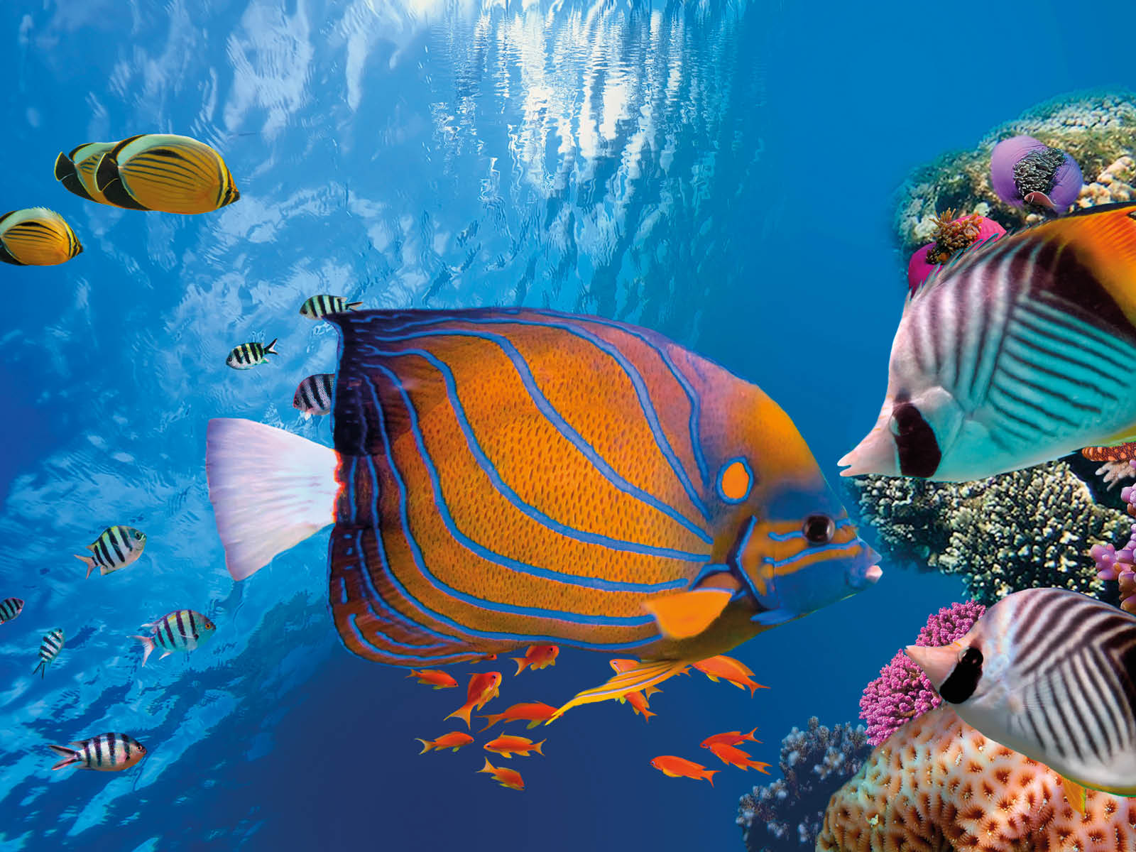 The Great Barrier Reef - K-Zone