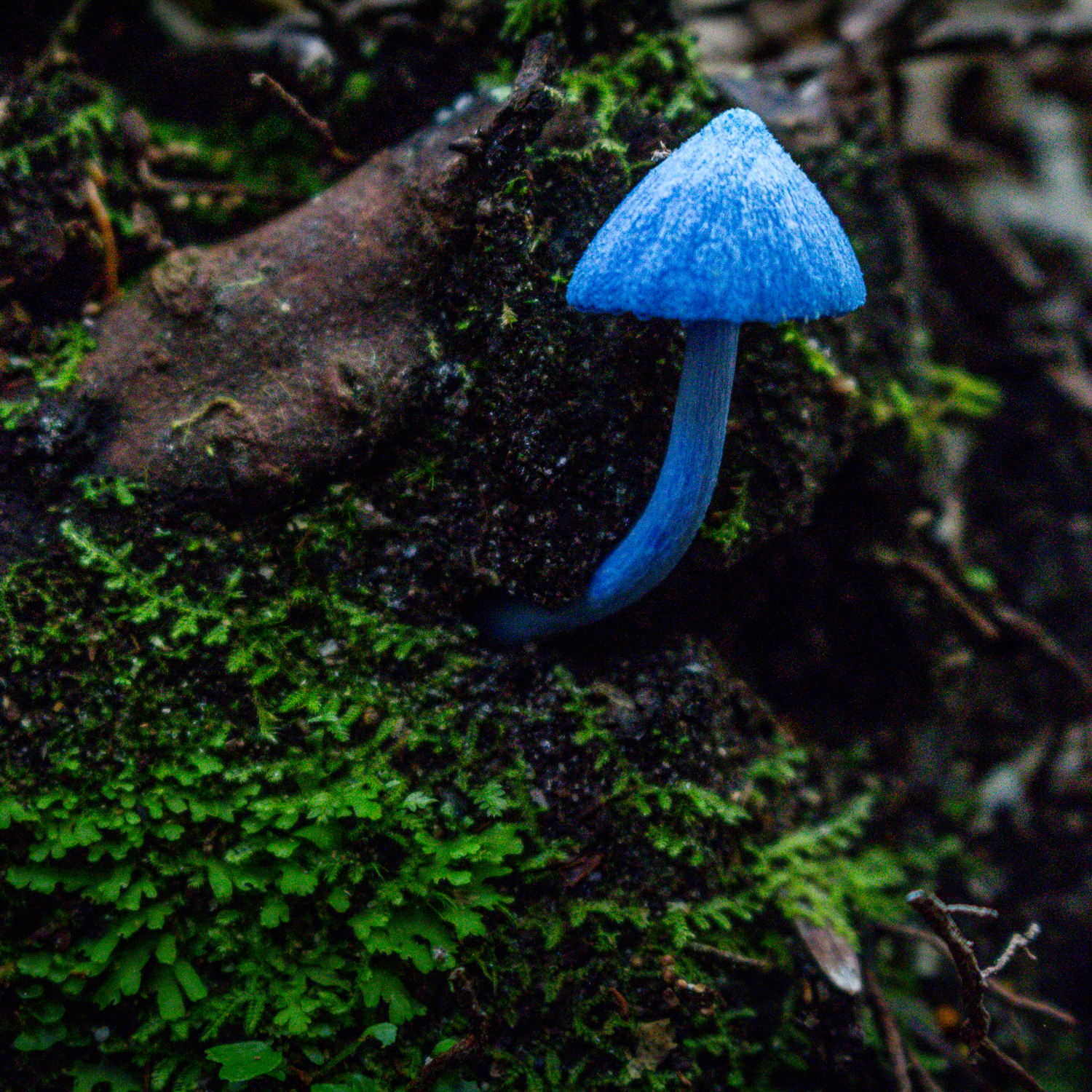 Entoloma Hochstetteri
