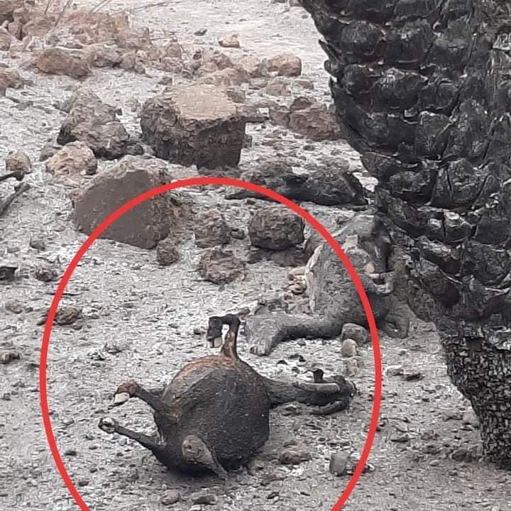 حريق واحة آيت الخنوس بتيغمرت: 12 جريحا وخسائر مادية مهمة  