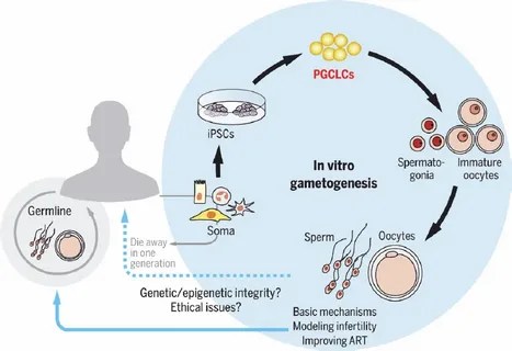 Gametogenesis In Vitro