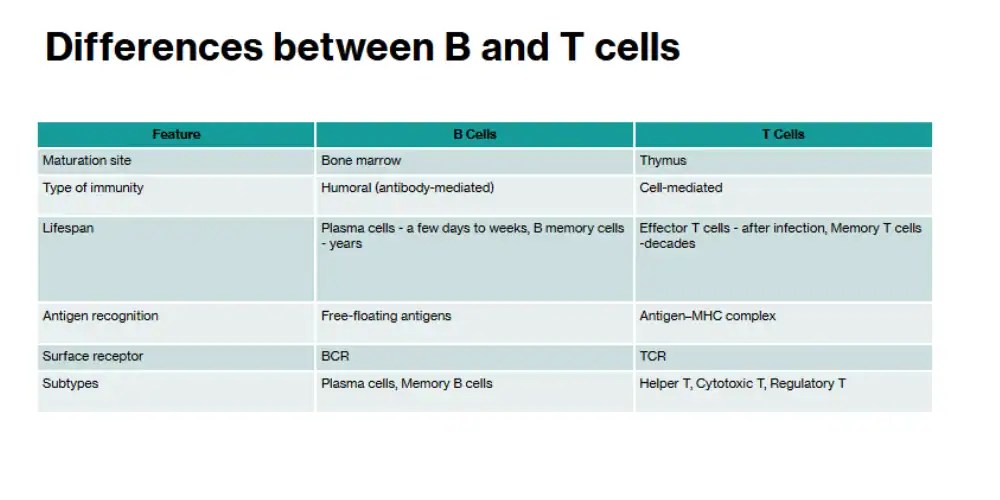 differences between B cells and T cells: A deep dive
