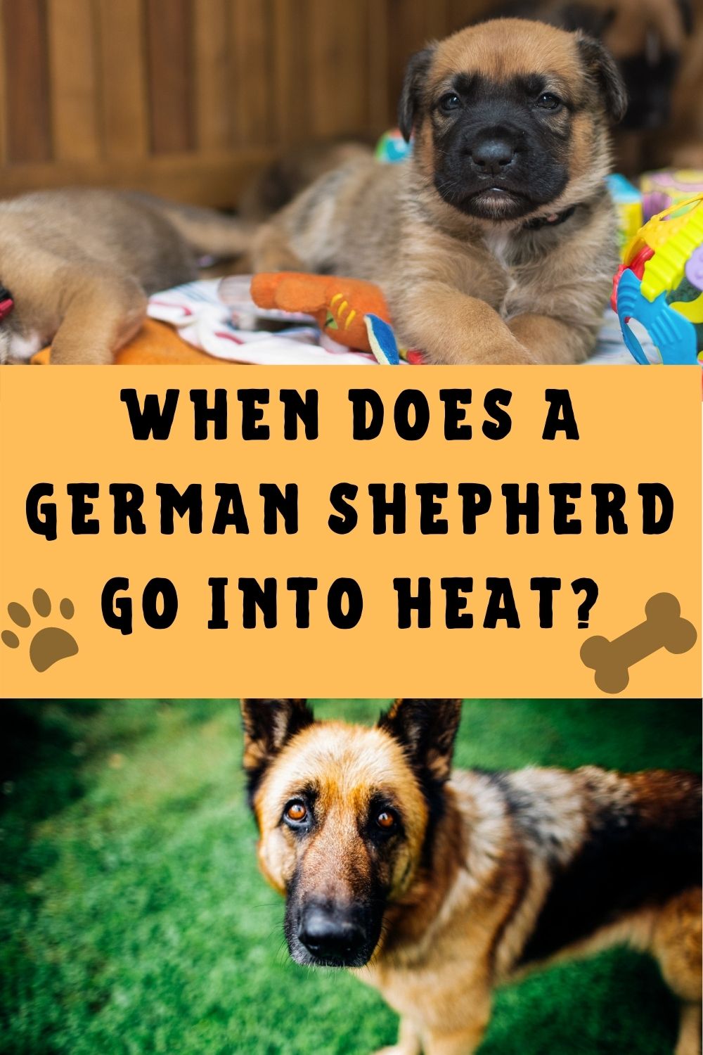 how often do female dogs go into heat