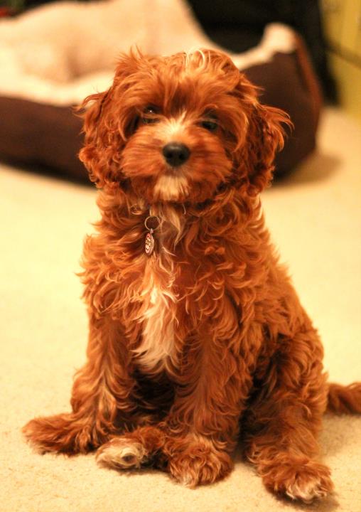 Cavapoo Puppy Checklist 2024 A Great And Ultimate Guide