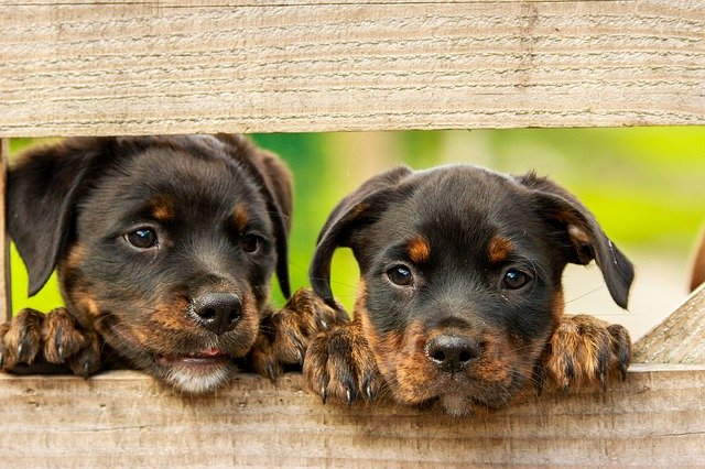 Can Two Female Rottweilers Live Together? & Can They Get Along?