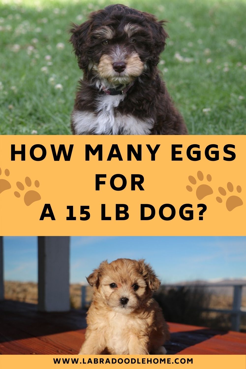 How Many Eggs For A 15 LB Dog? What You Should Know!
