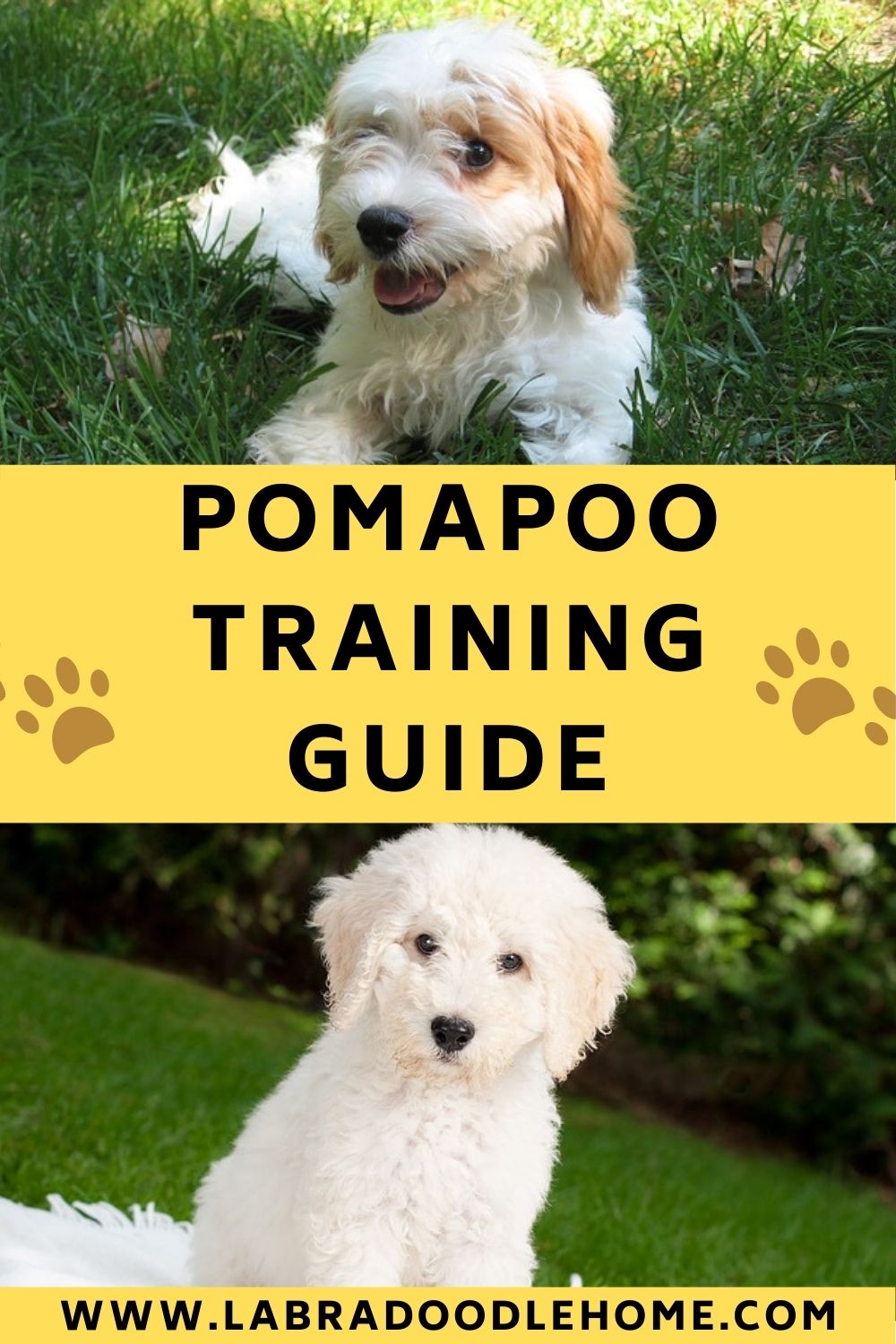 pomapoo training guide