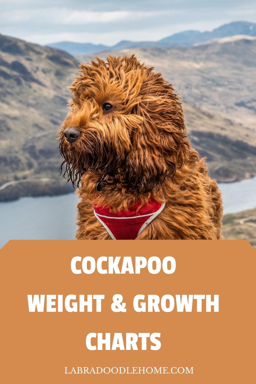 Cockapoo Puppy Growth Chart