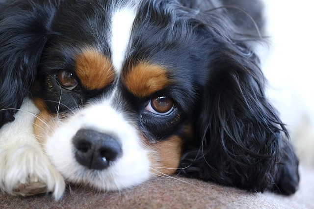 Cavapoo Breeders In Michigan