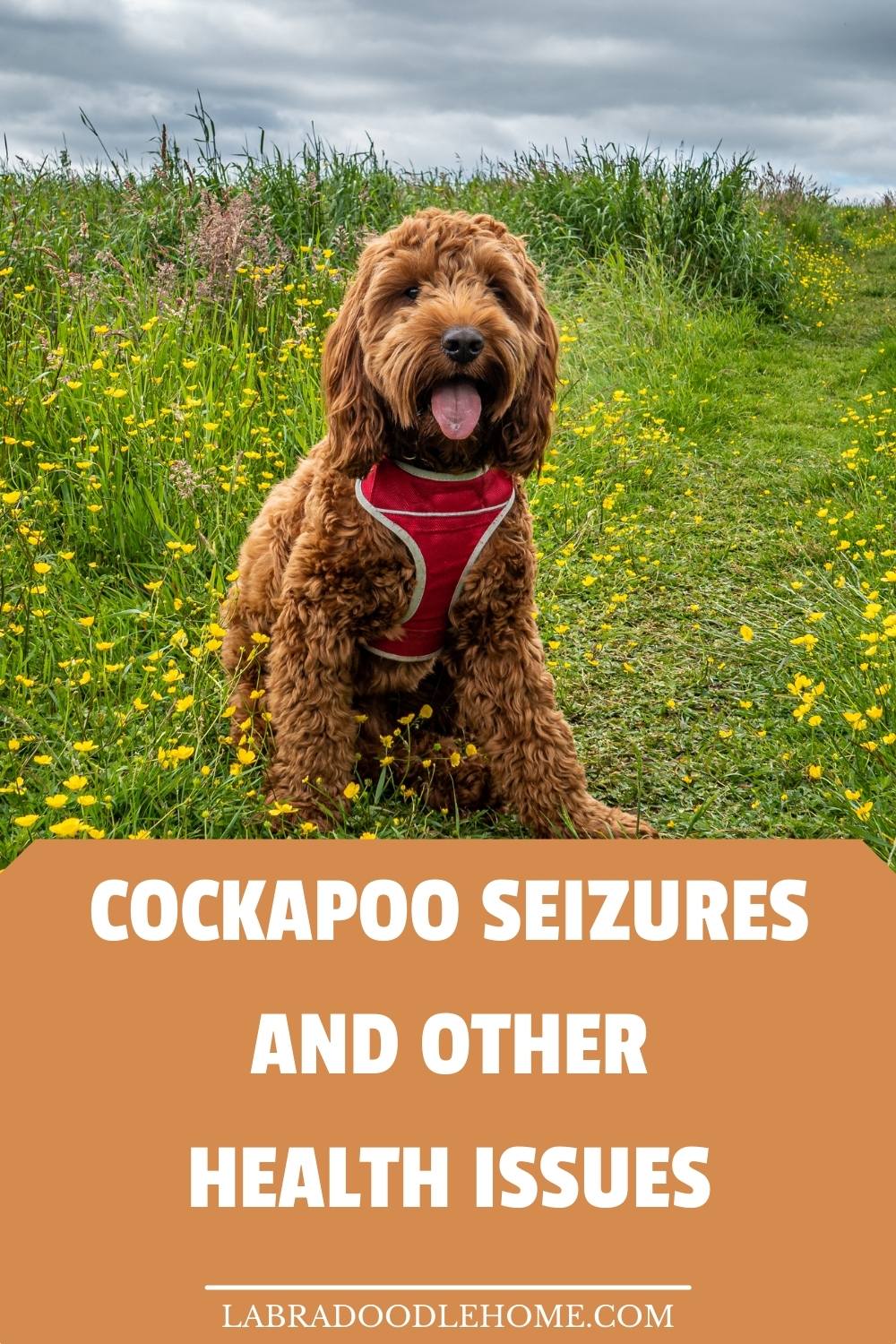 cockapoo not eating