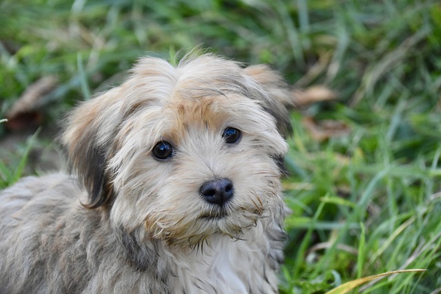 Havapoo Breeders In California