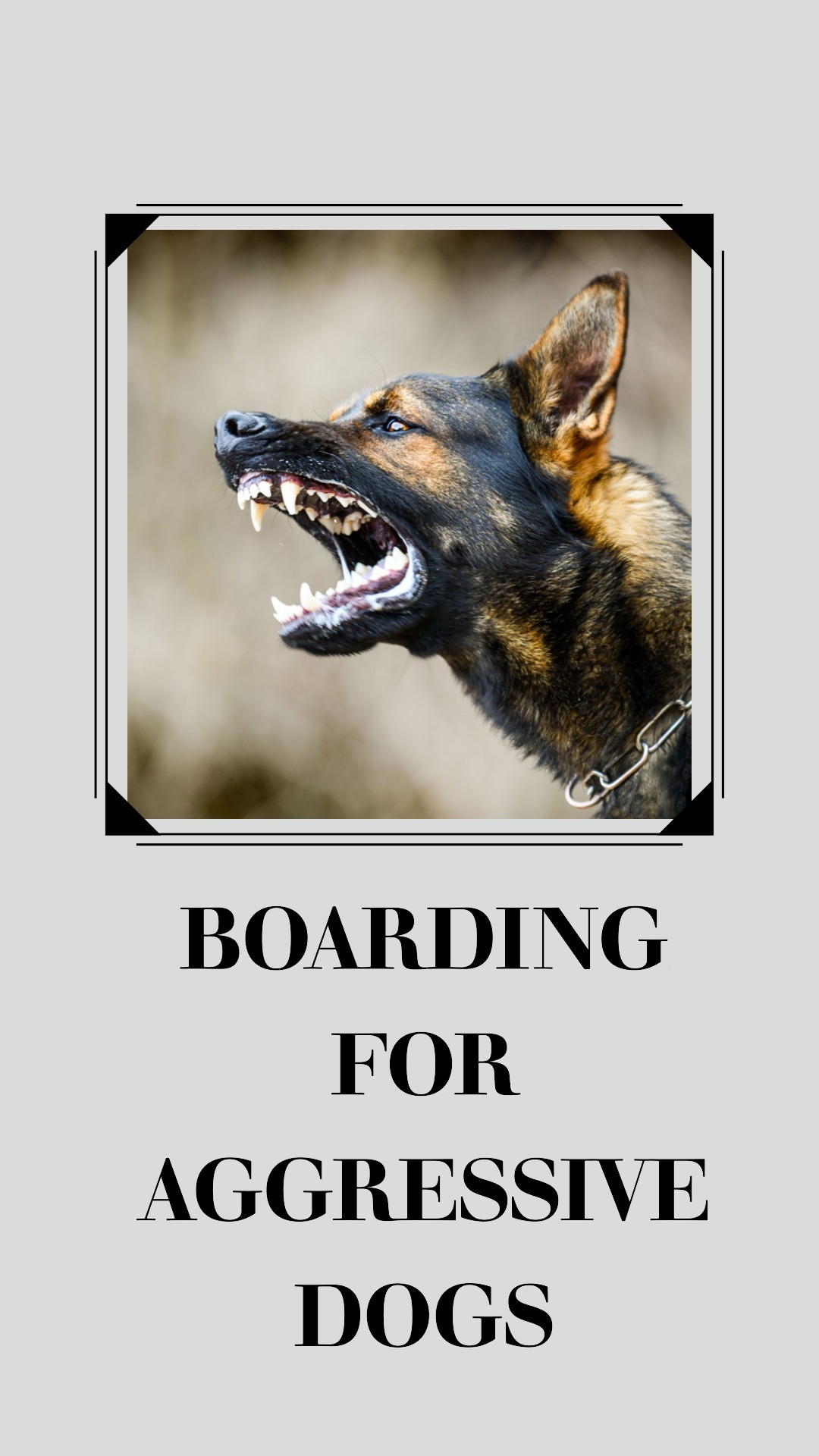 Boarding For Aggressive Dogs A Complete 2024 Guide