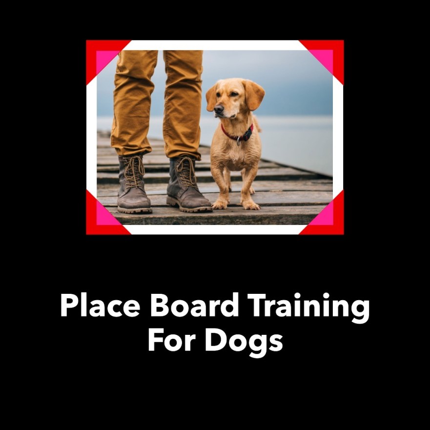 Place Board Training For Dogs 2024 A Complete Guide
